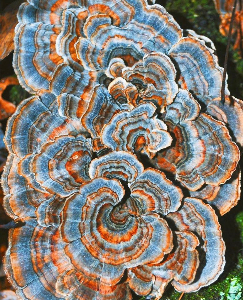 What are Functional Mushrooms?