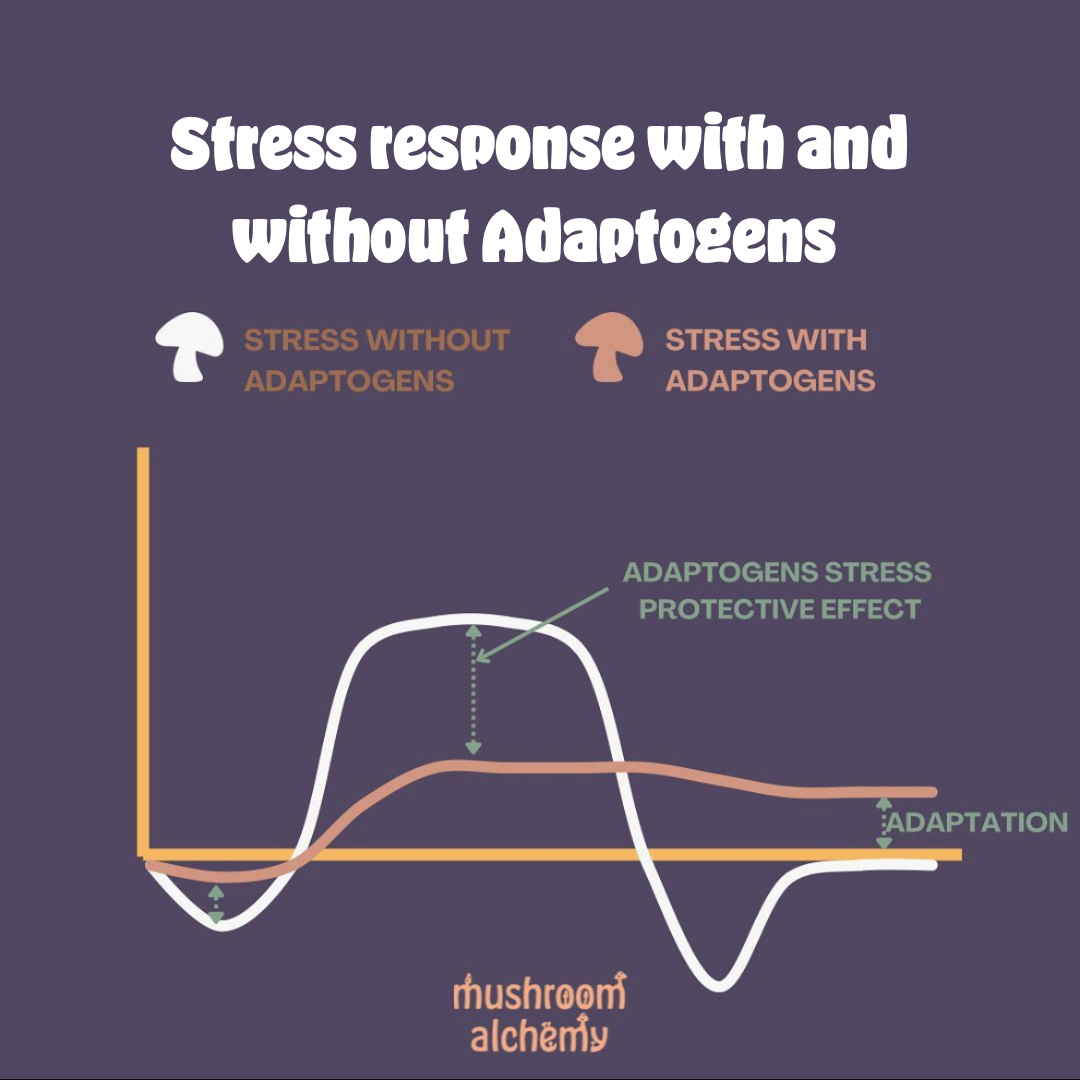 What are adaptogens and how are mushrooms adaptogenic?